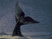 Ballenas Pto Madrym, Ushuaia, Iguaz